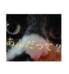 うちにゃんずの日常②（個別スタンプ：3）