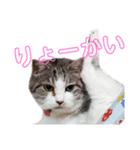 うちにゃんずの日常②（個別スタンプ：4）