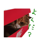 うちにゃんずの日常②（個別スタンプ：9）