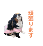 リンちゃんスタンプ第三弾（個別スタンプ：2）