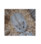 くりーむってハム可愛すぎだろ！（個別スタンプ：1）