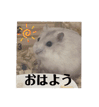 くりーむってハム可愛すぎだろ！（個別スタンプ：2）