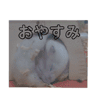 くりーむってハム可愛すぎだろ！（個別スタンプ：3）