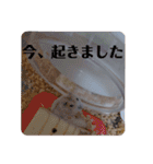 くりーむってハム可愛すぎだろ！（個別スタンプ：5）