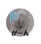 くりーむってハム可愛すぎだろ！（個別スタンプ：9）