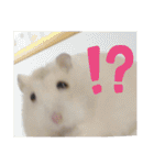 くりーむってハム可愛すぎだろ！（個別スタンプ：10）