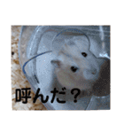 くりーむってハム可愛すぎだろ！（個別スタンプ：12）