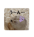 くりーむってハム可愛すぎだろ！（個別スタンプ：13）