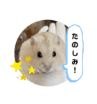 くりーむってハム可愛すぎだろ！（個別スタンプ：14）