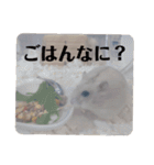 くりーむってハム可愛すぎだろ！（個別スタンプ：15）