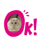 くりーむってハム可愛すぎだろ！（個別スタンプ：16）