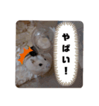 くりーむってハム可愛すぎだろ！（個別スタンプ：19）