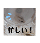 くりーむってハム可愛すぎだろ！（個別スタンプ：20）