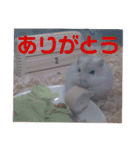 くりーむってハム可愛すぎだろ！（個別スタンプ：21）