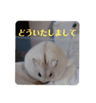 くりーむってハム可愛すぎだろ！（個別スタンプ：31）