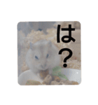 くりーむってハム可愛すぎだろ！（個別スタンプ：32）
