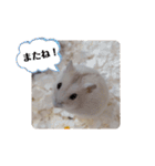 くりーむってハム可愛すぎだろ！（個別スタンプ：34）