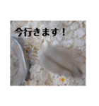 くりーむってハム可愛すぎだろ！（個別スタンプ：36）