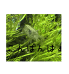 可愛いお魚と文字スタンプだよ！（個別スタンプ：1）