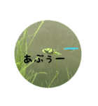 可愛いお魚と文字スタンプだよ！（個別スタンプ：5）
