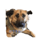 珍しい愛犬（個別スタンプ：1）