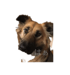 珍しい愛犬（個別スタンプ：3）