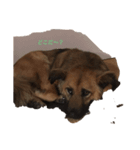 珍しい愛犬（個別スタンプ：4）
