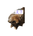 珍しい愛犬（個別スタンプ：6）
