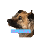 珍しい愛犬（個別スタンプ：7）