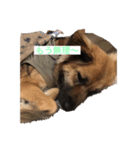 珍しい愛犬（個別スタンプ：8）