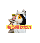 モルモットの歌音とティンク☆1（個別スタンプ：9）