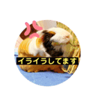 モルモットの歌音とティンク☆1（個別スタンプ：11）