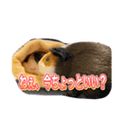 モルモットの歌音とティンク☆1（個別スタンプ：16）
