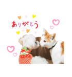 うちの子スタンプver.3（個別スタンプ：2）
