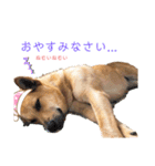 うちの子スタンプver.3（個別スタンプ：5）