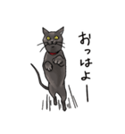 俺様暮らしの黒猫（個別スタンプ：20）