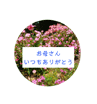 母の日 花の写真とともに感謝を伝えよう（個別スタンプ：2）