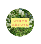 母の日 花の写真とともに感謝を伝えよう（個別スタンプ：3）