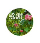 母の日 花の写真とともに感謝を伝えよう（個別スタンプ：4）