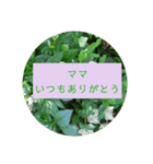母の日 花の写真とともに感謝を伝えよう（個別スタンプ：8）