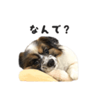 コロカスくん（個別スタンプ：8）