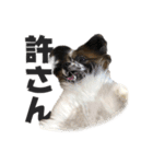 コロカスくん（個別スタンプ：12）