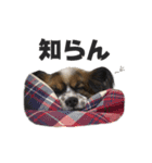 コロカスくん（個別スタンプ：13）