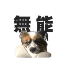 コロカスくん（個別スタンプ：15）