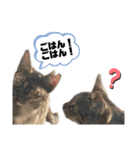 おまぬけあにまる（個別スタンプ：2）