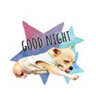 チワワ犬のJulian（ジュリアン）（個別スタンプ：3）