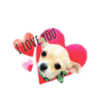 チワワ犬のJulian（ジュリアン）（個別スタンプ：4）