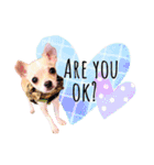 チワワ犬のJulian（ジュリアン）（個別スタンプ：5）