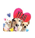 チワワ犬のJulian（ジュリアン）（個別スタンプ：6）