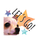チワワ犬のJulian（ジュリアン）（個別スタンプ：9）